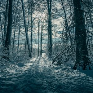 Превью обои деревья, снег, зима, природа