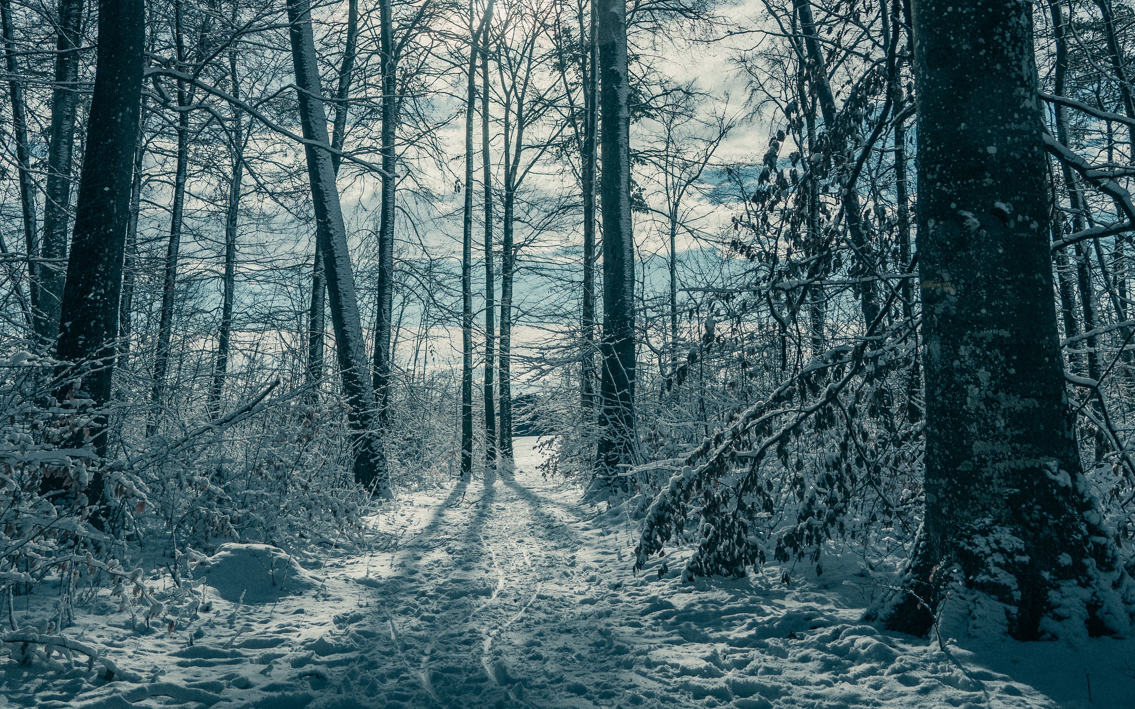 заснеженный лес. зима эстетика. лес зимой эстетика. эстетика природы зима. зима эстетика лес.