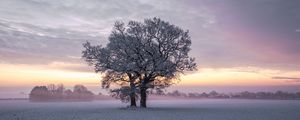 Превью обои деревья, снег, зима, поле, природа, закат