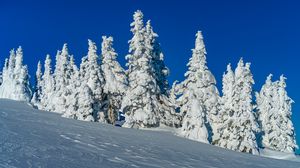 Превью обои деревья, снег, зима, природа, белый