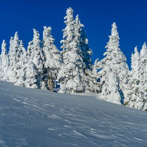 Превью обои деревья, снег, зима, природа, белый