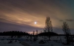 Превью обои деревья, снег, зима, сумерки, природа