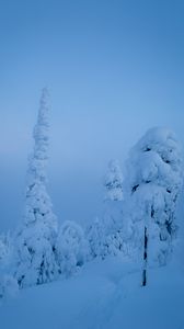 Превью обои деревья, снег, зима, природа, синий