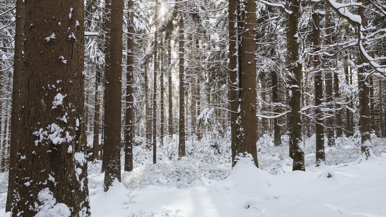 Обои деревья, снег, зима, лес, природа