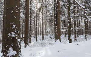 Превью обои деревья, снег, зима, лес, природа