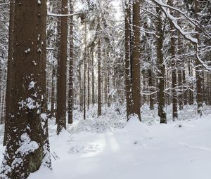 Превью обои деревья, снег, зима, лес, природа