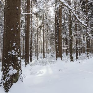 Превью обои деревья, снег, зима, лес, природа