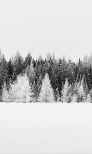 Превью обои деревья, снег, зима, лес, пейзаж, белый