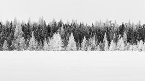 Превью обои деревья, снег, зима, лес, пейзаж, белый