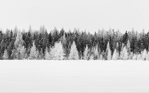 Превью обои деревья, снег, зима, лес, пейзаж, белый