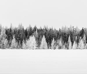 Превью обои деревья, снег, зима, лес, пейзаж, белый