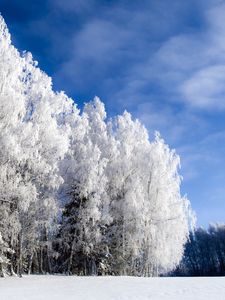 Превью обои деревья, снег, зима, небо