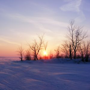 Превью обои деревья, снег, зима, рассвет, природа