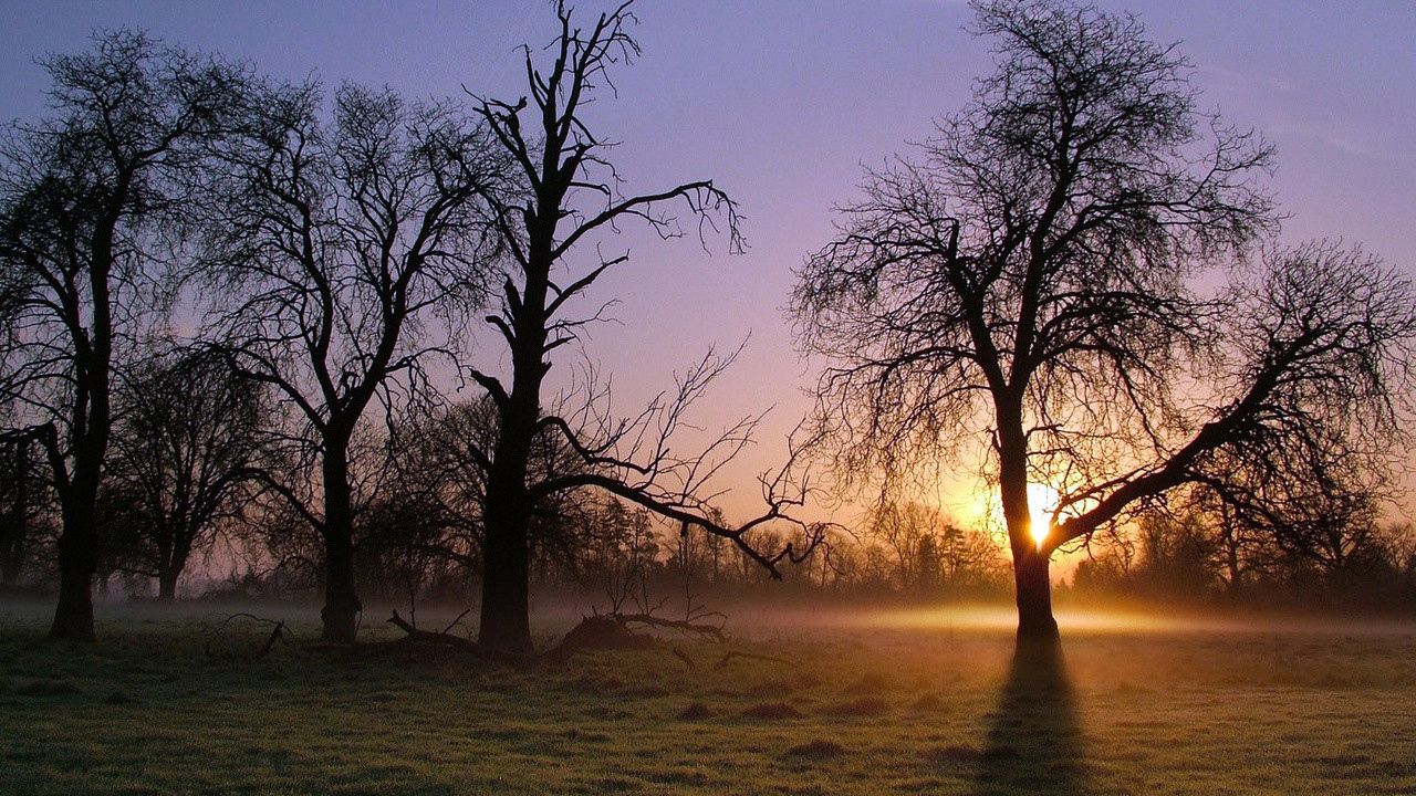 Обои деревья, солнечные лучи, свет, утро, туман, прохлада