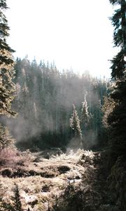 Превью обои деревья, солнечный свет, лес, трава