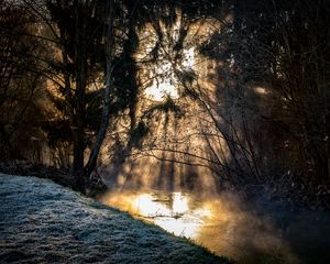 Превью обои деревья, солнечный свет, лес, природа