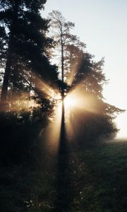 Превью обои деревья, солнечный свет, лучи, туман, природа