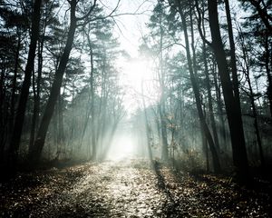 Превью обои деревья, солнечный свет, лучи, лес, природа