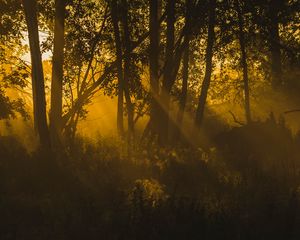 Превью обои деревья, солнечный свет, темный