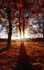 Превью обои деревья, солнце, свет, листья, осень