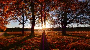 Превью обои деревья, солнце, свет, листья, осень