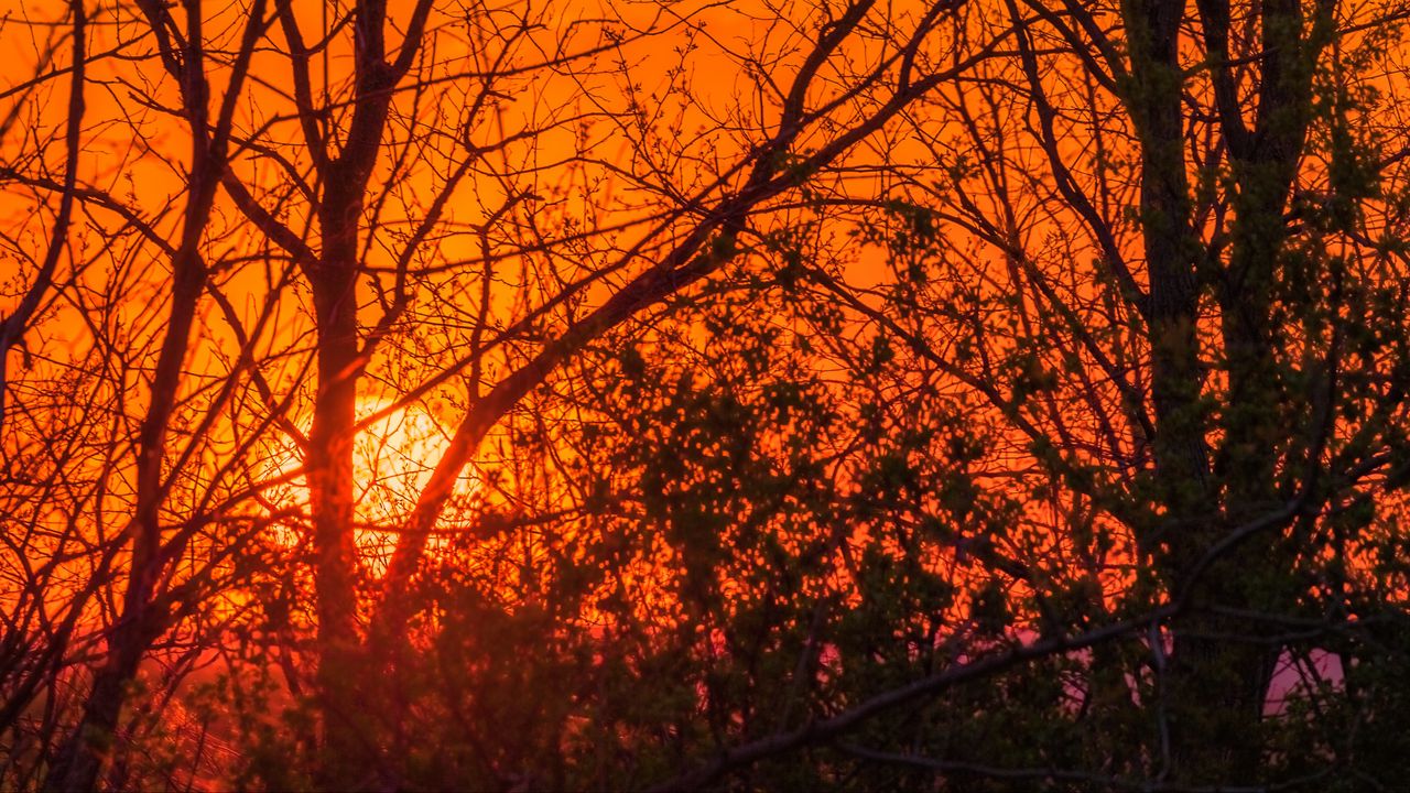 Обои деревья, солнце, закат, свет, оранжевый
