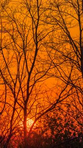 Превью обои деревья, солнце, закат, свет, оранжевый