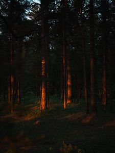 Превью обои деревья, сосна, лес, лучи