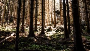 Превью обои деревья, сосна, луч, лес