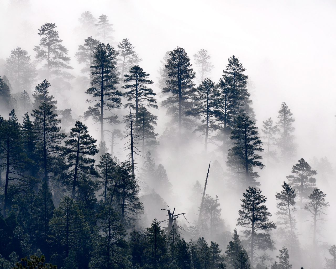 Туманный лес аэрография