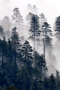Превью обои деревья, сосна, туман, лес, природа