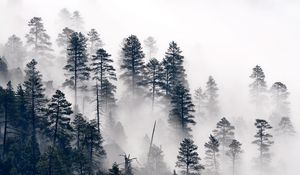 Превью обои деревья, сосна, туман, лес, природа