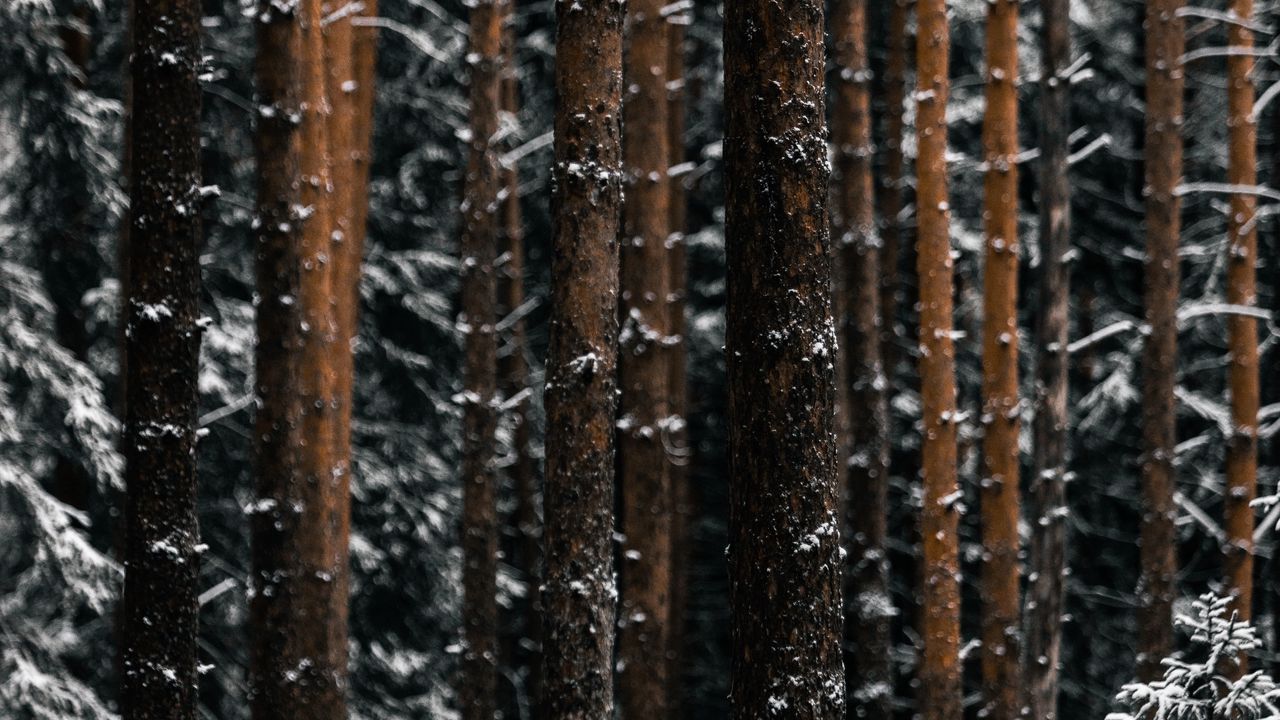 Обои деревья, сосны, снег, лес, зима