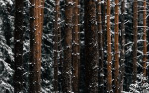 Превью обои деревья, сосны, снег, лес, зима
