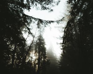 Превью обои деревья, сосны, туман, сумрак, природа