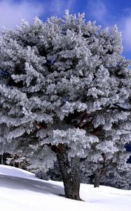 Превью обои деревья, спуск, склон, снег