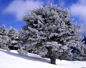 Превью обои деревья, спуск, склон, снег