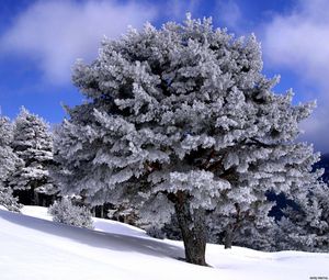 Превью обои деревья, спуск, склон, снег