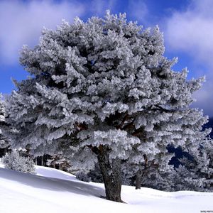 Превью обои деревья, спуск, склон, снег