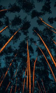Превью обои деревья, стволы, кроны, верхушки, лес, темный