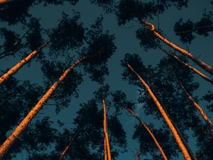 Превью обои деревья, стволы, кроны, верхушки, лес, темный