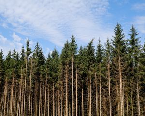 Превью обои деревья, стволы, лес, природа, небо