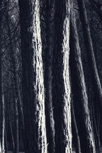 Превью обои деревья, стволы, лес, свет, темный