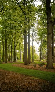 Превью обои деревья, стволы, листья, природа