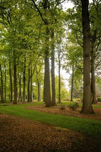 Превью обои деревья, стволы, листья, природа
