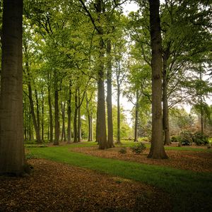 Превью обои деревья, стволы, листья, природа