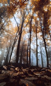 Превью обои деревья, стволы, листья, осень, туман, природа