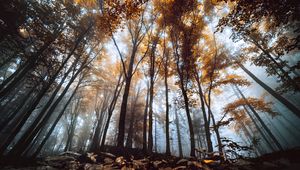 Превью обои деревья, стволы, листья, осень, туман, природа