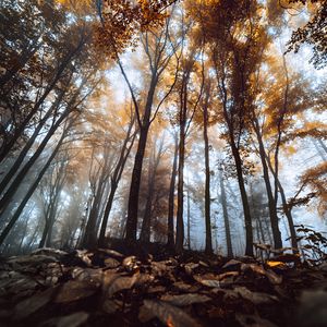 Превью обои деревья, стволы, листья, осень, туман, природа