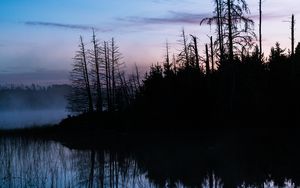 Превью обои деревья, стволы, озеро, отражение, туман, природа, темный